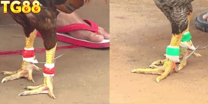 Bí kíp soi kèo gà chọi cựa dao