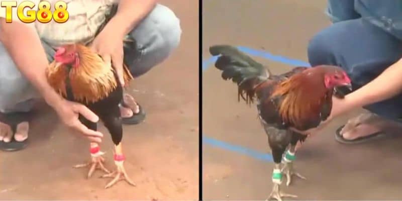 Các ưu điểm vượt trội giúp cho cược gà online được yêu thích